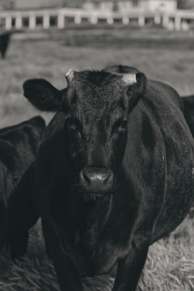 棕色田野上的黑牛